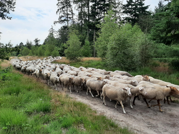 Schapen voor de begrazing