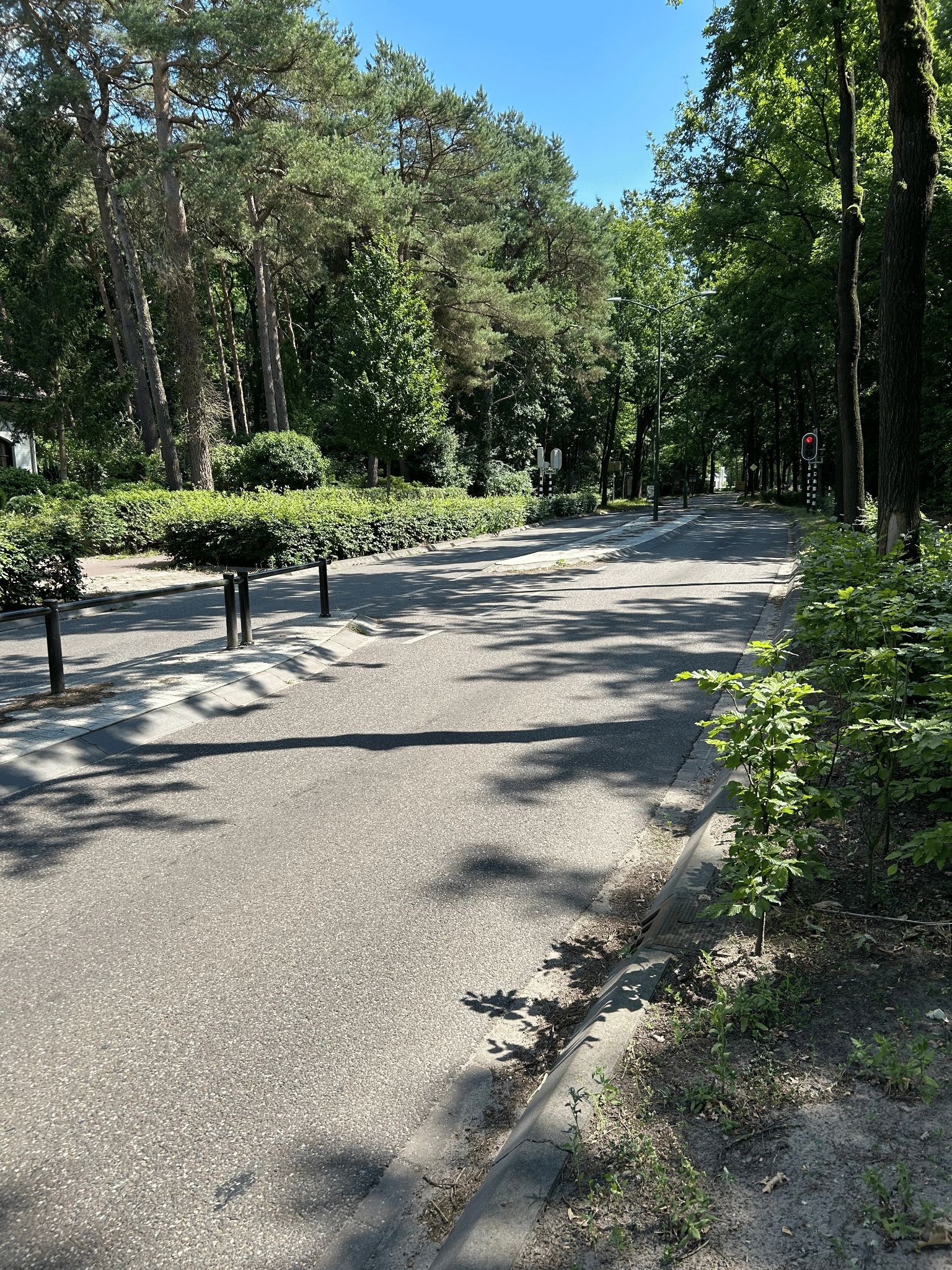 De Heikantstraat gefotografeerd met bomen links en rechts van de straat